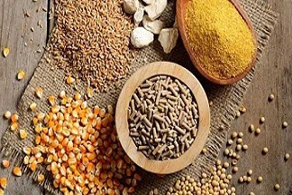 تصویر 5 از فروش مکمل دامی و طیور + قیمت خرید به صرفه